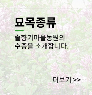 묘목종류